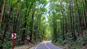 person riding motorcycle on roadway between green trees during daytime