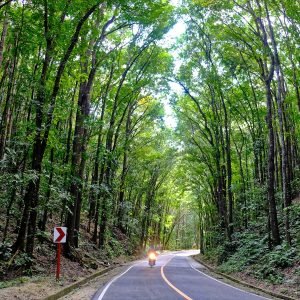 person riding motorcycle on roadway between green trees during daytime